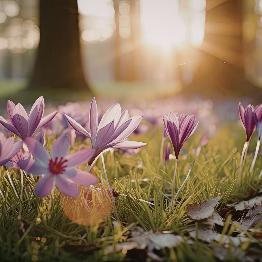 Mindfulness Loving Kindness